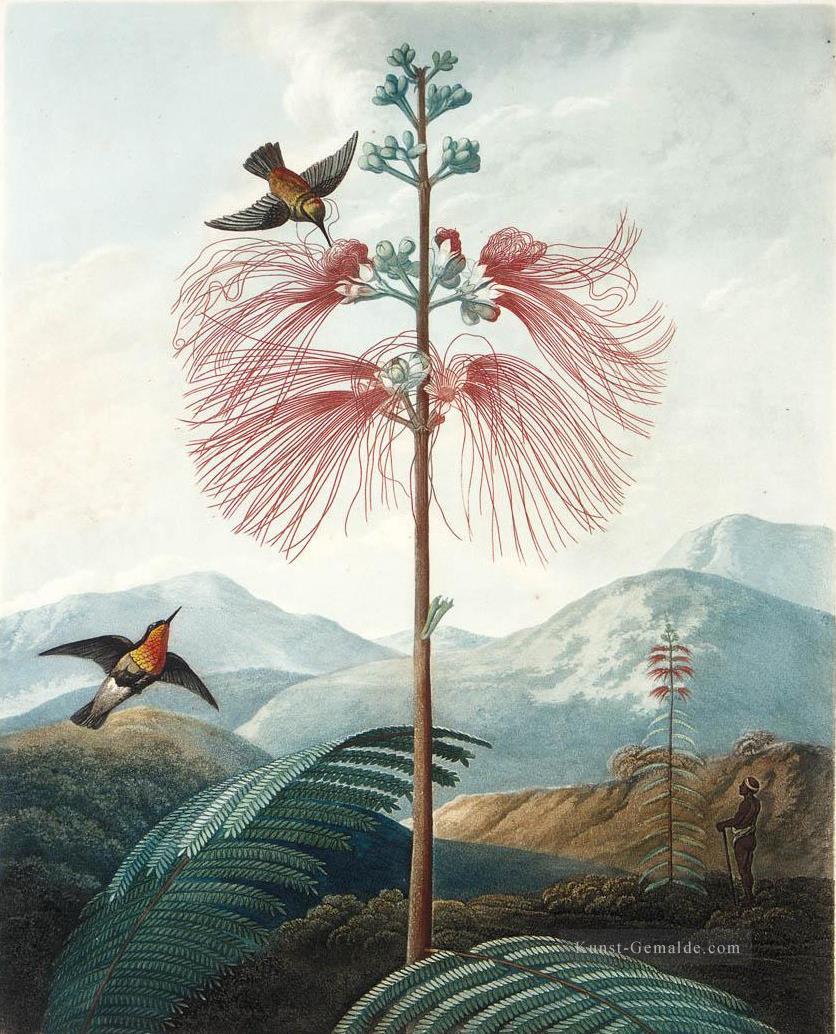 LARGE FLOWERING SENSITIVE PLANT Philip Reinagle Vögel Ölgemälde